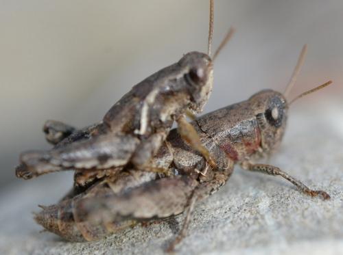Pezotettix giornae